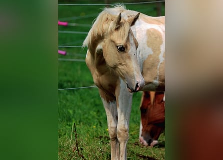 Paint Horse, Caballo castrado, 2 años, 153 cm, Tobiano-todas las-capas