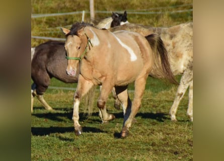 Paint Horse, Caballo castrado, 2 años, 156 cm, Champán