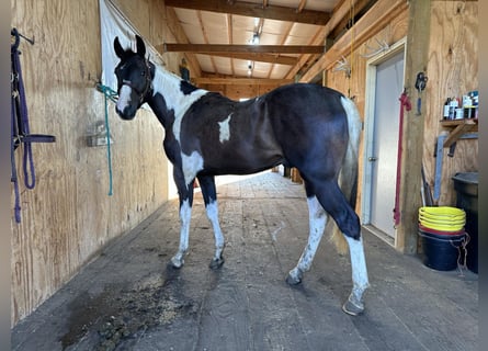 Paint Horse, Caballo castrado, 2 años