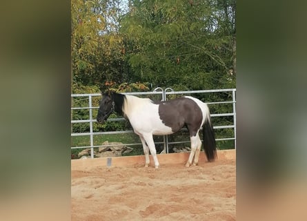 Paint Horse, Caballo castrado, 3 años, 145 cm, Grullo