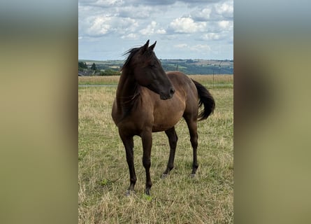 Paint Horse, Caballo castrado, 3 años, 151 cm, Negro