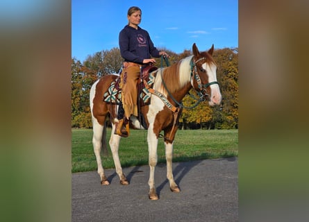 Paint Horse, Caballo castrado, 3 años, 152 cm, Pío