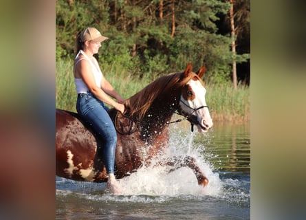 Paint Horse Mestizo, Caballo castrado, 3 años, 155 cm, Overo-todas las-capas