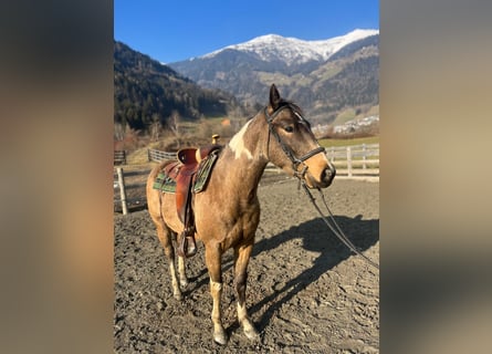 Paint Horse, Caballo castrado, 3 años, Buckskin/Bayo