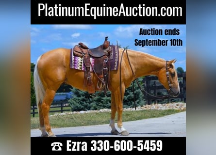 Paint Horse, Caballo castrado, 4 años, 152 cm, Palomino