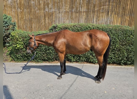 Paint Horse, Caballo castrado, 4 años, 154 cm, Castaño