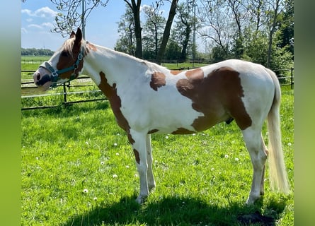 Paint Horse, Caballo castrado, 5 años, 145 cm, Tobiano-todas las-capas