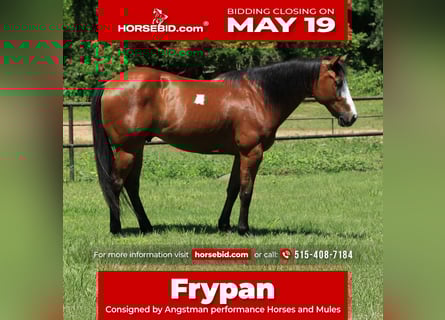 Paint Horse, Caballo castrado, 5 años, 147 cm, Castaño rojizo