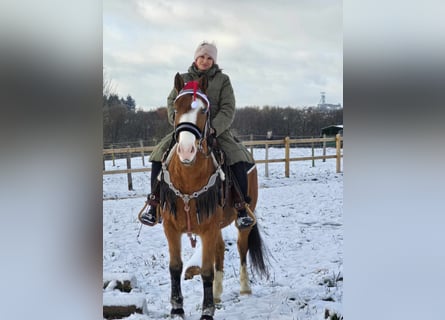 Paint Horse Mestizo, Caballo castrado, 5 años, 150 cm, Castaño