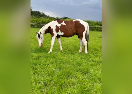 Paint Horse, Caballo castrado, 5 años, 153 cm, Tobiano-todas las-capas