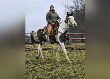 Paint Horse, Caballo castrado, 5 años, 155 cm, Tovero-todas las-capas