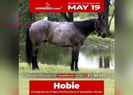 Paint Horse, Caballo castrado, 6 años, 150 cm, Castaño-ruano
