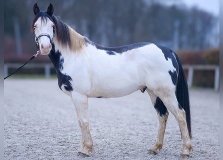 Paint Horse, Caballo castrado, 6 años, 150 cm, Overo-todas las-capas