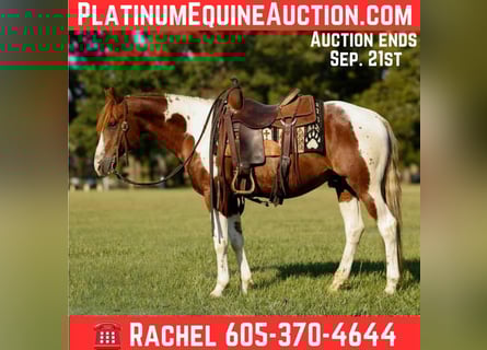 Paint Horse, Caballo castrado, 6 años, 150 cm, Tobiano-todas las-capas