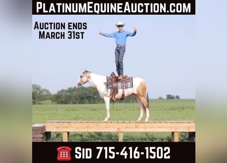 Paint Horse, Caballo castrado, 6 años, 152 cm, Tobiano-todas las-capas
