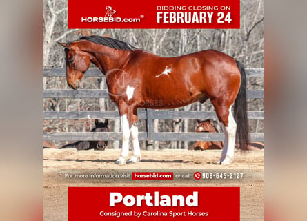 Paint Horse Mestizo, Caballo castrado, 6 años, 155 cm