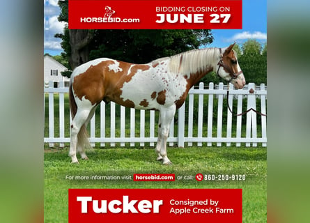 Paint Horse, Caballo castrado, 6 años, 157 cm