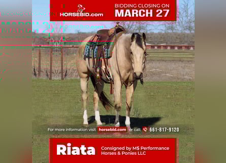 Paint Horse, Caballo castrado, 6 años, Buckskin/Bayo