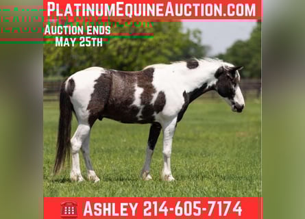 Paint Horse, Caballo castrado, 7 años, 145 cm, Tobiano-todas las-capas