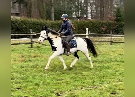 Paint Horse, Caballo castrado, 7 años, 150 cm, Overo-todas las-capas