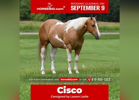 Paint Horse, Caballo castrado, 7 años, 150 cm, Palomino