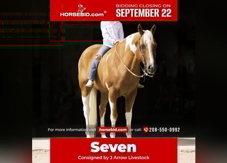 Paint Horse, Caballo castrado, 7 años, 150 cm, Pío