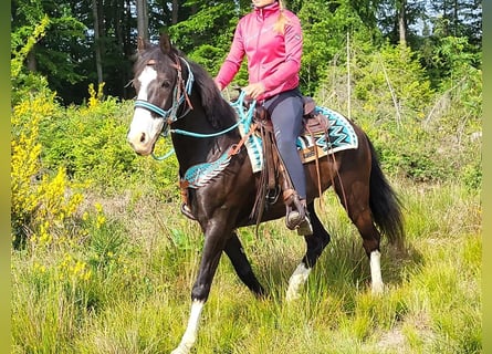 Paint Horse Mestizo, Caballo castrado, 7 años, 153 cm, Pío