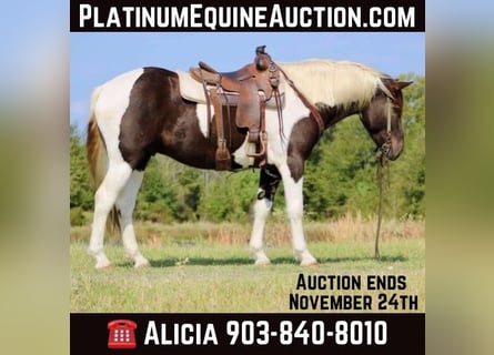 Paint Horse, Caballo castrado, 7 años, 155 cm, Tobiano-todas las-capas