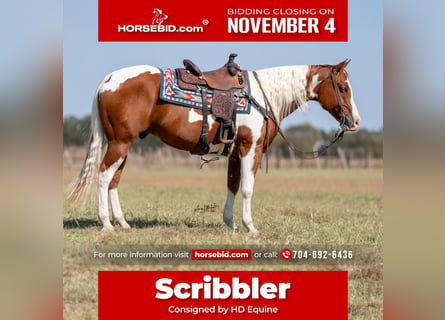 Paint Horse, Caballo castrado, 7 años, 160 cm, Pío