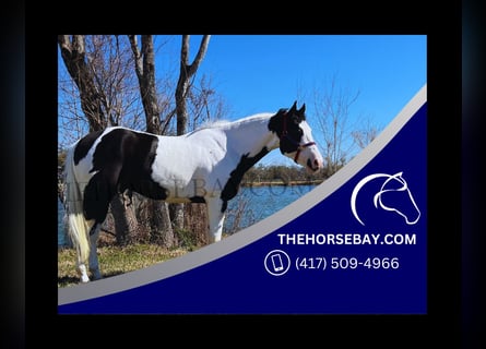 Paint Horse, Caballo castrado, 7 años, 160 cm, Tobiano-todas las-capas
