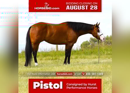 Paint Horse, Caballo castrado, 7 años, 163 cm, Castaño rojizo