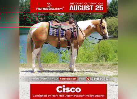 Paint Horse, Caballo castrado, 8 años, 150 cm, Tobiano-todas las-capas
