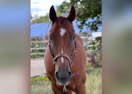 Paint Horse Mestizo, Caballo castrado, 8 años, 155 cm, Alazán