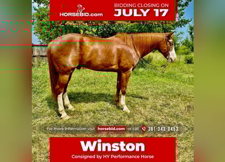 Paint Horse, Caballo castrado, 8 años, 160 cm, Alazán rojizo