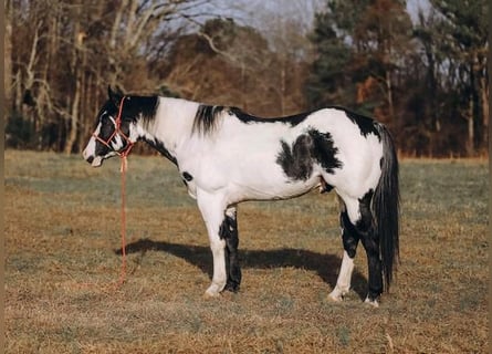 Paint Horse, Caballo castrado, 8 años, 160 cm, Pío Paint Horse, Caballo castrado, 8 años, 160 cm, Pío