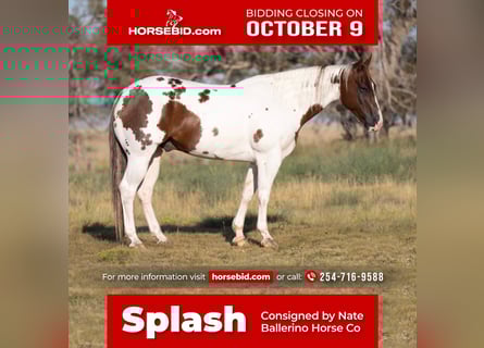 Paint Horse, Caballo castrado, 9 años, 150 cm, Pío