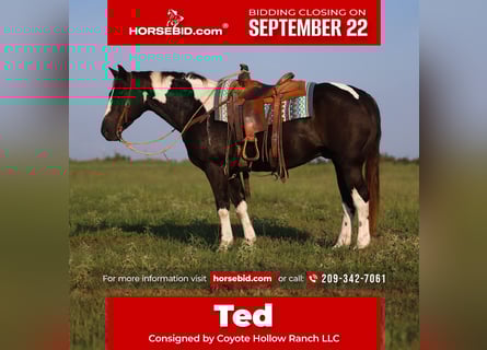 Paint Horse, Caballo castrado, 9 años, 152 cm, Pío