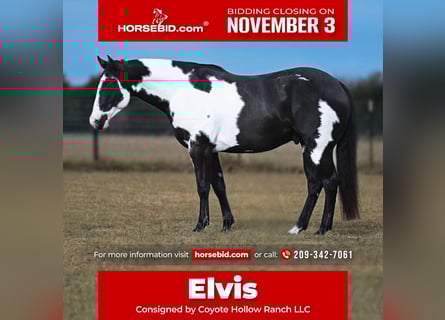 Paint Horse, Caballo castrado, 9 años, 152 cm, Pío Paint Horse, Caballo castrado, 9 años, 152 cm, Pío