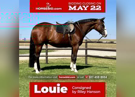 Paint Horse, Caballo castrado, 9 años, Castaño rojizo