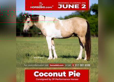 Paint Horse, Castrone, 10 Anni, 147 cm