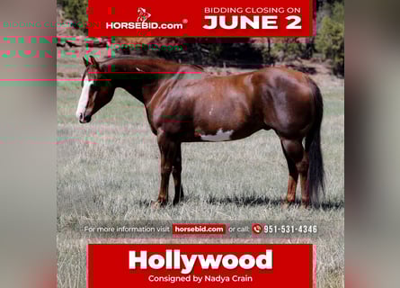 Paint Horse, Castrone, 10 Anni, 152 cm