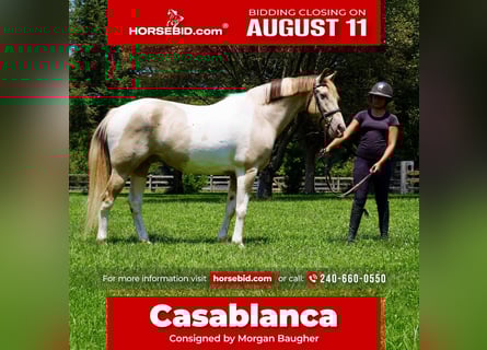 Paint Horse Mix, Castrone, 11 Anni, 160 cm, Pezzato