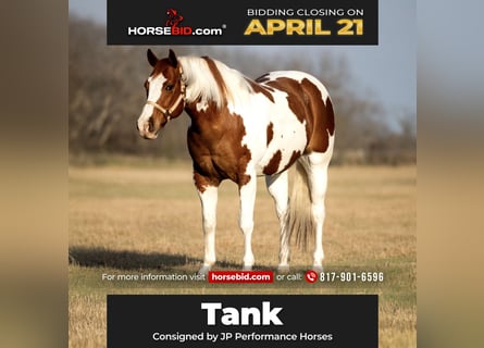 Paint Horse, Castrone, 11 Anni, 163 cm, Tobiano-tutti i colori