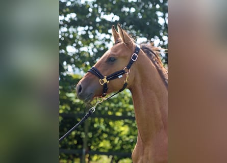 Paint Horse, Castrone, 2 Anni, 150 cm, Baio