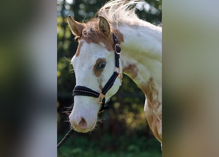 Paint Horse, Castrone, 2 Anni, 150 cm, Overo-tutti i colori