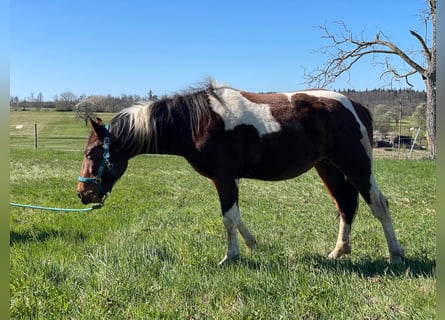 Paint Horse, Castrone, 2 Anni, 150 cm, Tobiano-tutti i colori