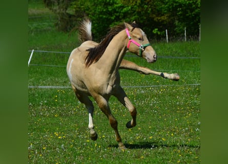 Paint Horse, Castrone, 2 Anni, 156 cm, Champagne