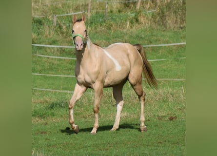 Paint Horse, Castrone, 2 Anni, 156 cm, Champagne