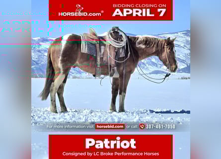 Paint Horse, Castrone, 3 Anni, 150 cm, Tobiano-tutti i colori