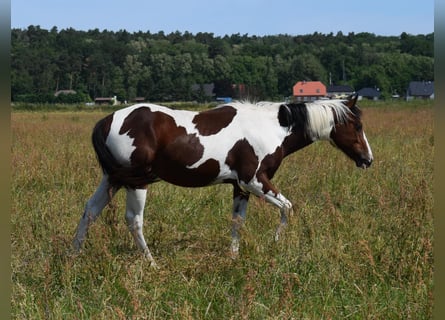 Paint Horse, Castrone, 3 Anni, 153 cm, Tobiano-tutti i colori